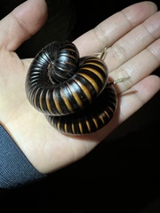 Archispirostreptus gigas