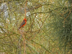 Pyrocephalus rubinus