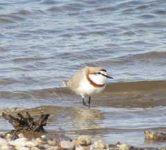 Charadrius pallidus pallidus
