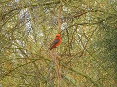 Pyrocephalus rubinus