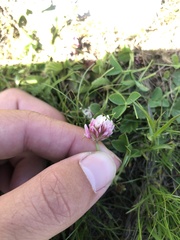 Trifolium thalii
