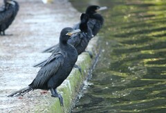 Nannopterum brasilianum