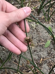 Juncus breweri