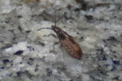 Belonochilus numenius