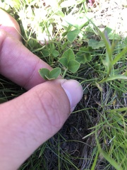 Trifolium thalii