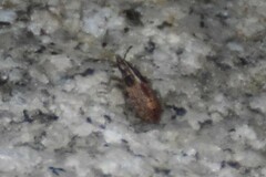 Belonochilus numenius