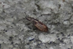 Belonochilus numenius