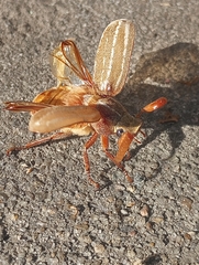 Polyphylla occidentalis