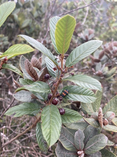 Frangula goudotiana (Frangula goudotiana)