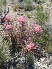 Castilleja angustifolia