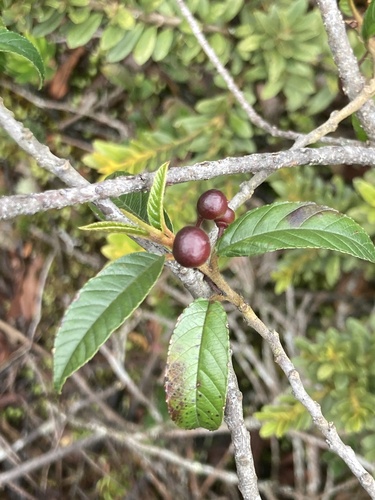 Frangula goudotiana, photograph 5