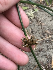 Juncus breweri