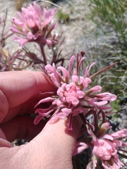 Castilleja angustifolia