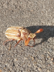 Polyphylla occidentalis