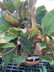 Monolena primuliflora