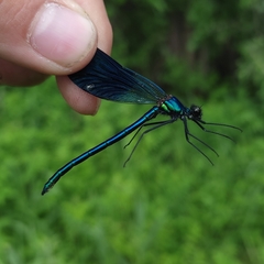 Calopteryx splendens