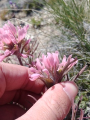 Castilleja angustifolia