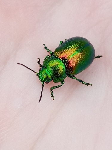 Tansy Beetle
