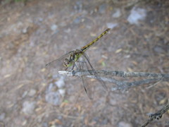Sympetrum nigrifemur