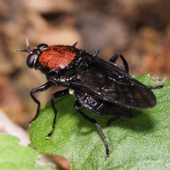 Clitellaria ephippium