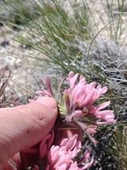 Castilleja angustifolia