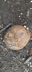 Pisolithus thermaeus