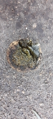 Pisolithus thermaeus