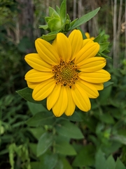 Silphium radula