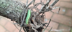 Lepidoptera
