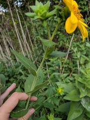 Silphium radula