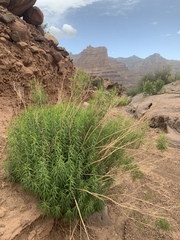 Brickellia longifolia