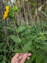 Silphium radula