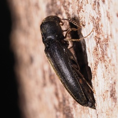 Isorhipis melasoides