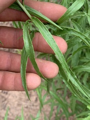 Brickellia longifolia