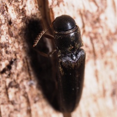 Isorhipis melasoides