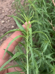 Brickellia longifolia