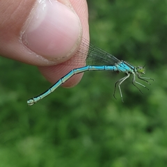 Coenagrion hastulatum