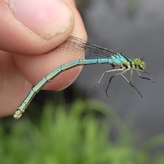 Coenagrion hastulatum
