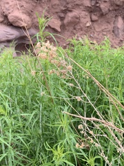 Brickellia longifolia