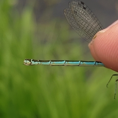 Coenagrion hastulatum