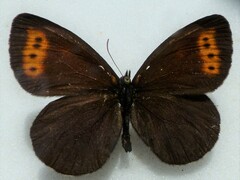 Erebia mancinus
