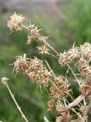 Brickellia longifolia