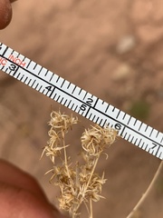 Brickellia longifolia