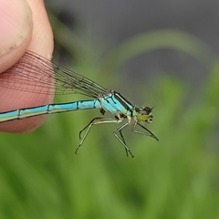 Coenagrion hastulatum