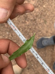 Brickellia longifolia