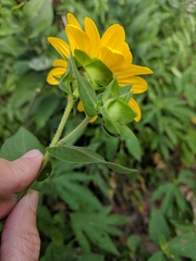 Silphium radula