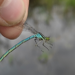 Coenagrion hastulatum