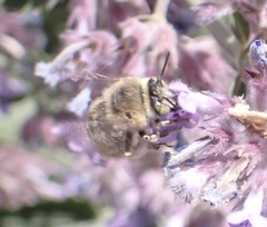 Anthophora bimaculata