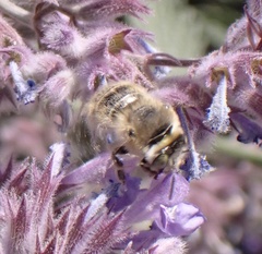 Anthophora bimaculata