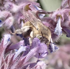 Anthophora bimaculata